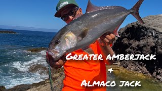 Greater Amberjack amp Almaco jack [upl. by Avelin]