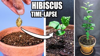 Growing Hardy Hibiscus Plant From Seed Time Lapse 148 Days [upl. by Neelac346]