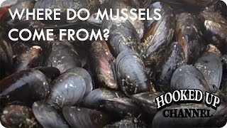 Ever Wondered Where Your Mussels Come From  foodcurated  Hooked Up Channel [upl. by Bloem]