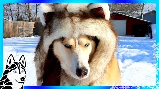 HUSKIES PLAY IN SNOW ❄  Day 5 of 12 Days of Giveaways 2016 🎄 with Spirithoods [upl. by Nerol]