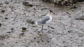 Gaviota pipizcan alimentandose en Lamiako  Bizkaia [upl. by Secor]