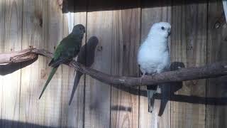 Red Rumped Parrots singing [upl. by Huan643]