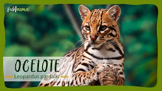 TODO sobre el OCELOTE [upl. by Aiekam39]