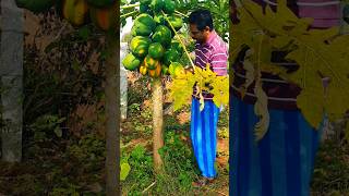 fruitharvesting aruvadai gardening multileyarfarming vivasayam fivelayerfarming [upl. by Dalila]