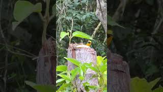 Euphonia violacea male tangara amarilla birds nature wildbirds thanks4u👍subscribe🦜🫶 [upl. by Avehs]