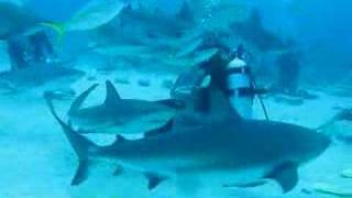 Great White Shark closes swimming pool [upl. by Ednutabab377]