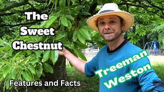 Sweet Chestnut Tree Identification Castanea sativa Features and Facts [upl. by Chard]