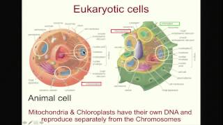 Biology 1001  Selfish Genetic Elements  Meiotic Drive [upl. by Gehman]