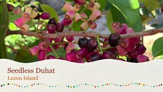 Seedless Duhat  Java Plum Tree  Lomboy [upl. by Ainet]