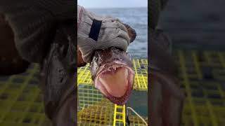 Monkfish in a Lobster Trap [upl. by Kirven]