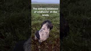 Wildfowling on the Somerset levels duckshooting duckhunters wildfowling [upl. by Hagile710]