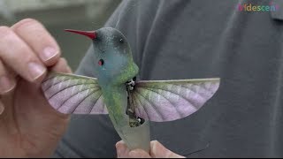 How does this hummingbird robot ornithopter fly  STEM kids [upl. by Ninerb]