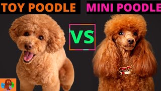 TOY POODLE VS MINIATURE POODLE Poodle Comparison Should You Get Both [upl. by Anide]