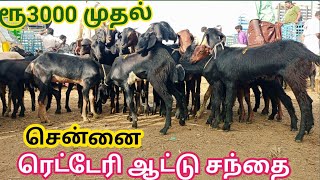 Retteri goat marketசென்னை ரெட்டெரி ஆட்டு சந்தை நாட்டு ஆடு செம்மறி ஆடு நெல்லூர் ஆடுகிடைக்கும் [upl. by Llertnod477]