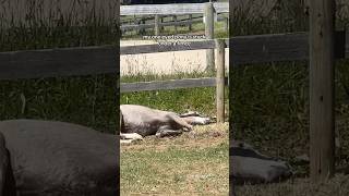 My one eyed pony is stuck UNDER a fence pony welshpony equestrian equestrianlife horse [upl. by Naesar423]