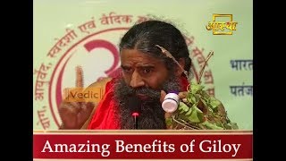 10 Amazing Benefits of Giloy  Swami Ramdev [upl. by Norihs482]