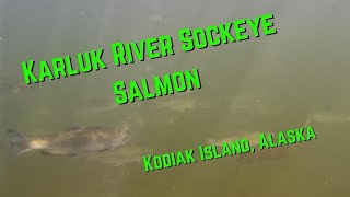 Sockeye in Karluk River Lagoon Kodiak Island Alaska 4K [upl. by Hares]