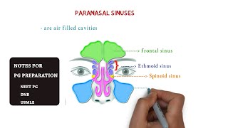 paranasal sinuses  maxillary  ethmoid sphenoid frontal  notes [upl. by Amikehs]