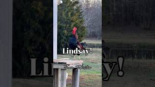 Lindsay Oh Lindsey Lyndsie rooster chickens chicken backyardchickens comedy memes [upl. by Ekihc]