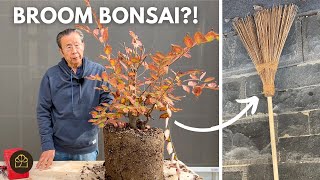 Making a Classic BroomStyle Chinese Zelkova Bonsai [upl. by Neliak]