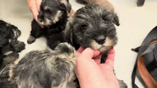 Vet check for these playful vocal Mini Schnauzer puppies [upl. by Albie]