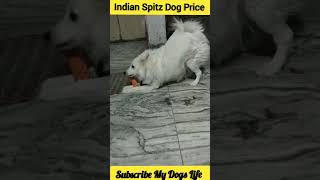 Indian Spitz Dog Price shorts dog [upl. by Basil772]