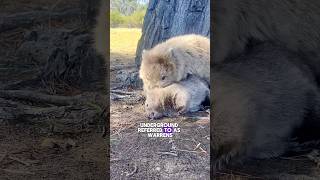 Meet The Wombat The Cube Pooping😂 facts australia animals wildlife [upl. by Sualokin]