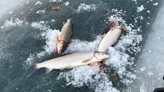 Ice Fishing Green Bay Whitefish 222024 [upl. by Joung]