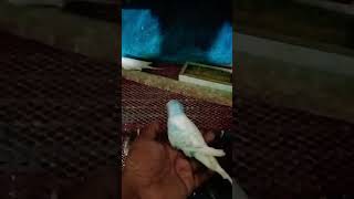 Aj mera chipi mera bat suna he shortvideo animal pets wildlife love [upl. by Carilla761]