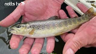 A 200m long facility opens which will make life easier for fish passing through the River Trent [upl. by Blondie491]