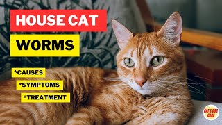 House Cat Worms Symptoms Causes and Treatment Cat Worming  Cat Worms  Cat Grooming [upl. by Urina516]