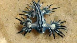 Glaucus atlanticus [upl. by Dibbrun440]