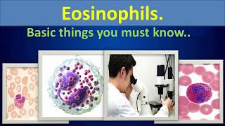 Eosinophils Basic things you must know [upl. by Jegger787]