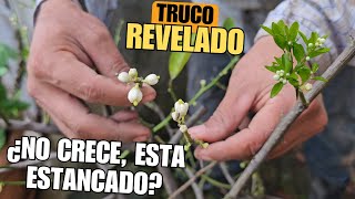 ¿TU CÍTRICO NO CRECE NI FLORECE 🌿🌼 Prueba este truco para impulsar el crecimiento y Floración [upl. by Teddie]