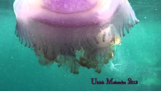 MaldivesBig jellyfish attacked by butterflyfishRiesenqualle [upl. by Michaelina]