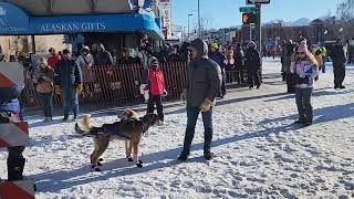 Iditarod Start 2024 Anchorage AK [upl. by Gonzalo]