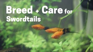 How To Breed  Care for Swordtails Easy and Simple [upl. by Dnaleel]