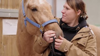 Eine Pferdekrankenversicherung  Die Rettung für Stefanie und Glory – VORSORGEN AUS TIERLIEBE [upl. by Leur459]