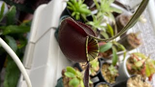 Nepenthes ampullaria black miracle ネペンテスアンプラリア [upl. by Feeley]