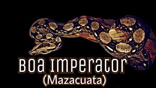 Cuidados de Boa constrictor Imperator mazacuata [upl. by Oicirtap92]