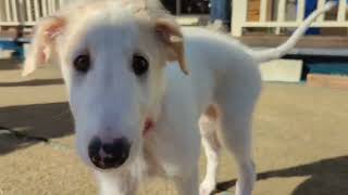 Borzoi puppies and puppies dad [upl. by Eatnoj]