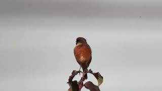 Stonechat RSPB Rainham Marshes 061024 [upl. by Ennagem]