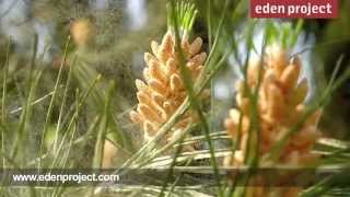 Stone Pine releases clouds of pollen at the Eden Project [upl. by Audra]