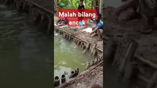 Akibat songong seisi kolam gembira karena ikan lepas fishing mancing hobi lele trandingshort [upl. by Zeidman70]