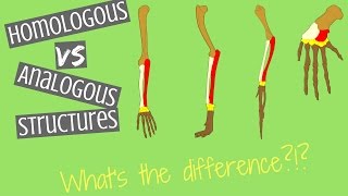 Homologous Structures vs Analogous Structures  Key Differences [upl. by Foster]