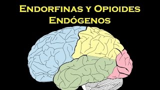 Endorfinas y opioides endógenos [upl. by Grayson]