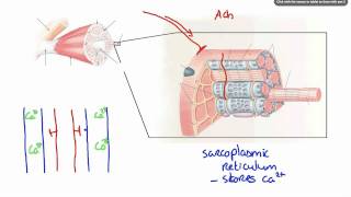 042 How Calcium ion release results in Muscle Contraction [upl. by Izy]