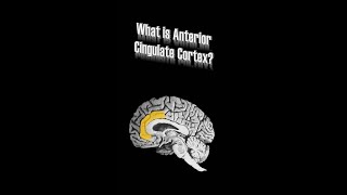 Anterior Cingulate Cortex ACC [upl. by Willie]