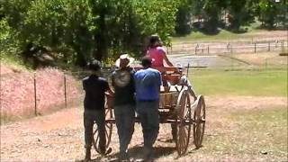 Riding in style in a buckboard wagon [upl. by Gregrory]