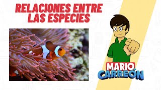 Relaciones entre las especies mutualismo comensalismo parasitismo y simbiosis [upl. by Atikehs]